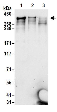 Western blot - Anti-Giantin antibody (AB245613), expandable thumbnail