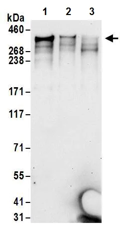Western blot - Anti-Giantin antibody (AB245613)