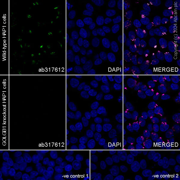 Immunocytochemistry/ Immunofluorescence - Anti-Giantin antibody [EPR27334-4] - Golgi Marker (AB317612)