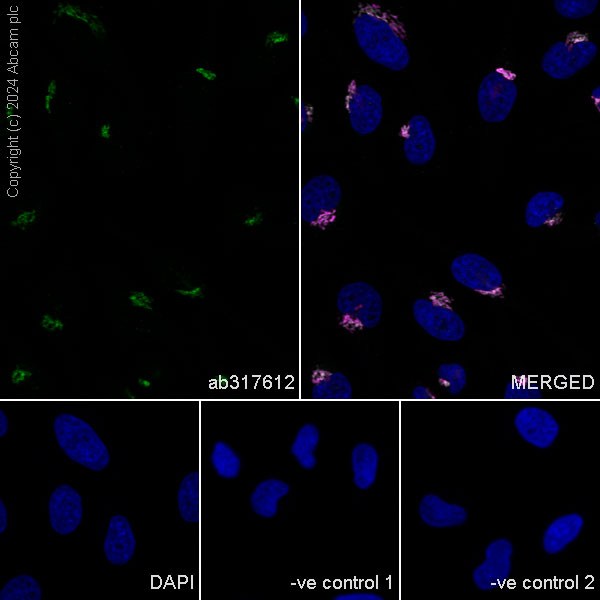 Immunocytochemistry/ Immunofluorescence - Anti-Giantin antibody [EPR27334-4] (AB317612), expandable thumbnail