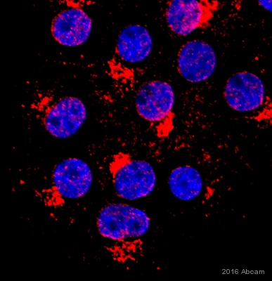 Immunocytochemistry/ Immunofluorescence - Anti-Giantin antibody - Golgi Marker (AB80864), expandable thumbnail