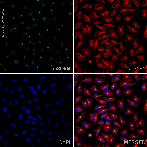 Immunocytochemistry/ Immunofluorescence - Anti-Giantin antibody - Golgi Marker (AB80864), expandable thumbnail