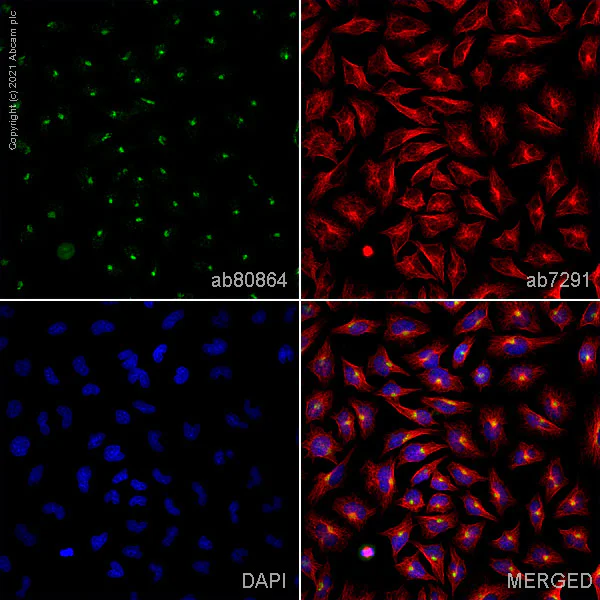 Immunocytochemistry/ Immunofluorescence - Anti-Giantin antibody - Golgi Marker (AB80864)