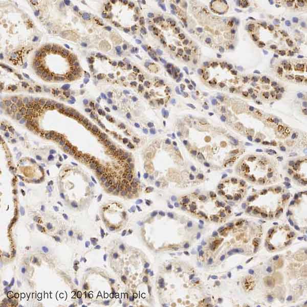 Immunohistochemistry (Formalin/PFA-fixed paraffin-embedded sections) - Anti-Giantin antibody - Golgi Marker (AB80864), expandable thumbnail