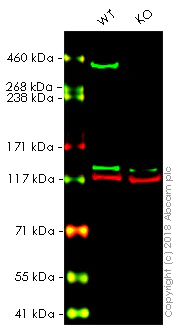 Western blot - Anti-Giantin antibody - Golgi Marker (AB80864)