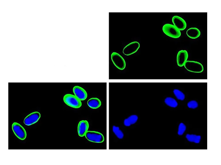 Immunocytochemistry/ Immunofluorescence - Anti-Giardia lamblia Antibody [4G5] (AB313997)