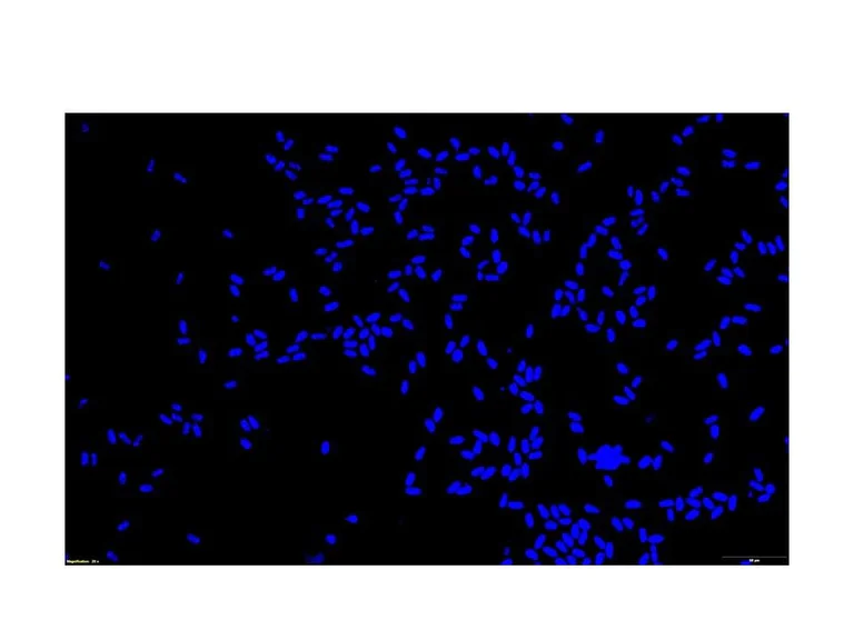 Immunocytochemistry/ Immunofluorescence - Anti-Giardia lamblia Antibody [4G5] (AB313997)