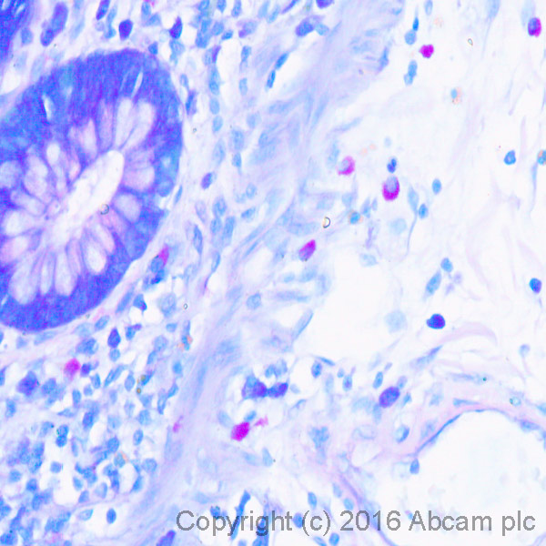 Histology - Giemsa Stain Kit (AB150670), expandable thumbnail