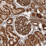 Immunohistochemistry (Formalin/PFA-fixed paraffin-embedded sections) - Anti-GIGYF1 antibody (AB121784)