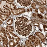 Immunohistochemistry (Formalin/PFA-fixed paraffin-embedded sections) - Anti-GIGYF1 antibody (AB121784)