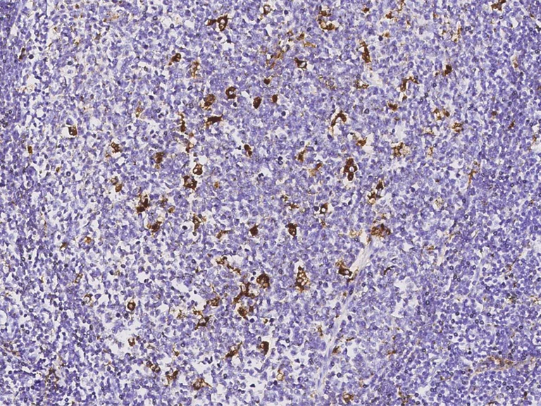 Immunohistochemistry (Formalin/PFA-fixed paraffin-embedded sections) - Anti-GILT antibody [003] - BSA and Azide free (AB276062)