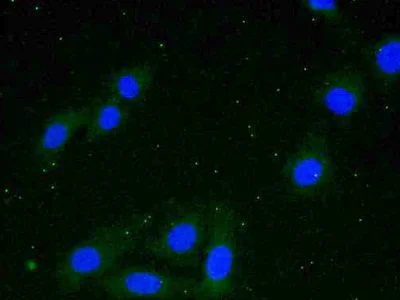 Immunocytochemistry/ Immunofluorescence - Anti-GILT antibody (AB232915)