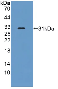 Western blot - Anti-GILT antibody (AB232915)