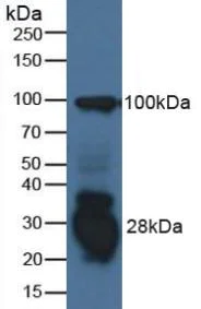 Western blot - Anti-GILT antibody (AB232915)