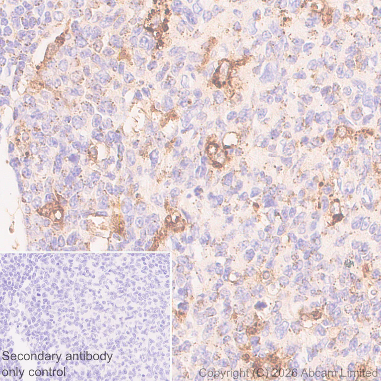 Immunohistochemistry (Formalin/PFA-fixed paraffin-embedded sections) - Anti-GILT antibody [EPR30714-572] (AB325920)