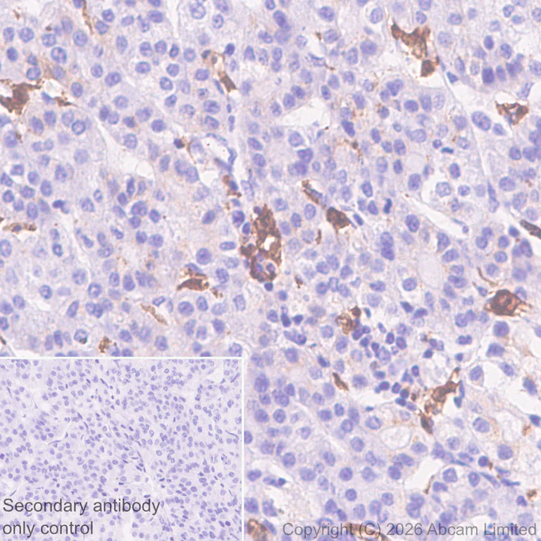Immunohistochemistry (Formalin/PFA-fixed paraffin-embedded sections) - Anti-GILT antibody [EPR30714-572] (AB325920)