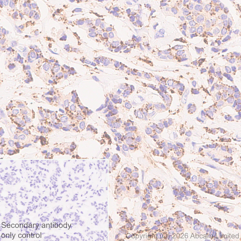 Immunohistochemistry (Formalin/PFA-fixed paraffin-embedded sections) - Anti-GILT antibody [EPR30714-572] (AB325920)