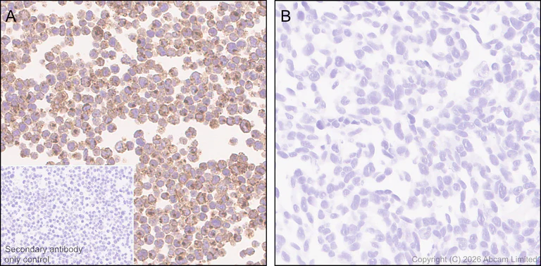 Immunohistochemistry (Formalin/PFA-fixed paraffin-embedded sections) - Anti-GILT antibody [EPR30714-572] (AB325920)
