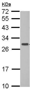Western blot - Anti-GIMAP6 antibody (AB126067)