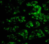 Immunocytochemistry/ Immunofluorescence - Anti-GIP antibody (AB25973)