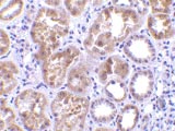 Immunohistochemistry (Formalin/PFA-fixed paraffin-embedded sections) - Anti-GIP antibody (AB25973)