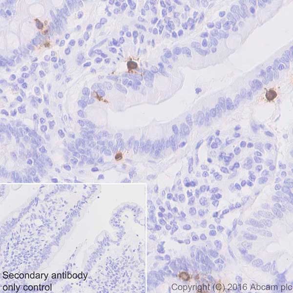 Immunohistochemistry (Formalin/PFA-fixed paraffin-embedded sections) - Anti-GIP antibody [EPR20410] (AB209792)