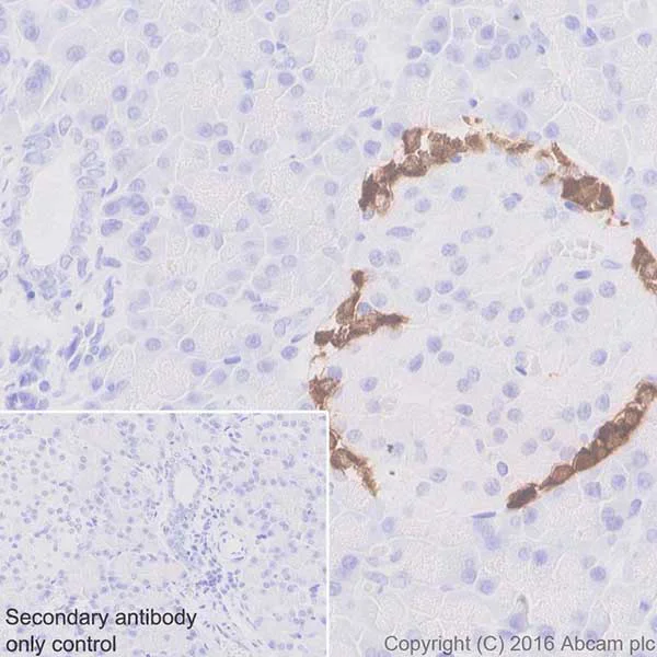 Immunohistochemistry (Formalin/PFA-fixed paraffin-embedded sections) - Anti-GIP antibody [EPR20410] - BSA and Azide free (AB271989)