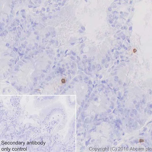 Immunohistochemistry (Formalin/PFA-fixed paraffin-embedded sections) - Anti-GIP antibody [EPR20410] - BSA and Azide free (AB271989)