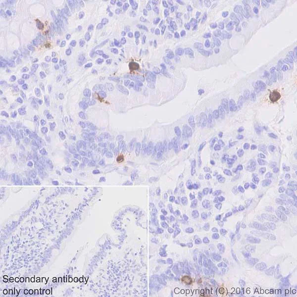 Immunohistochemistry (Formalin/PFA-fixed paraffin-embedded sections) - Anti-GIP antibody [EPR20410] - BSA and Azide free (AB271989)