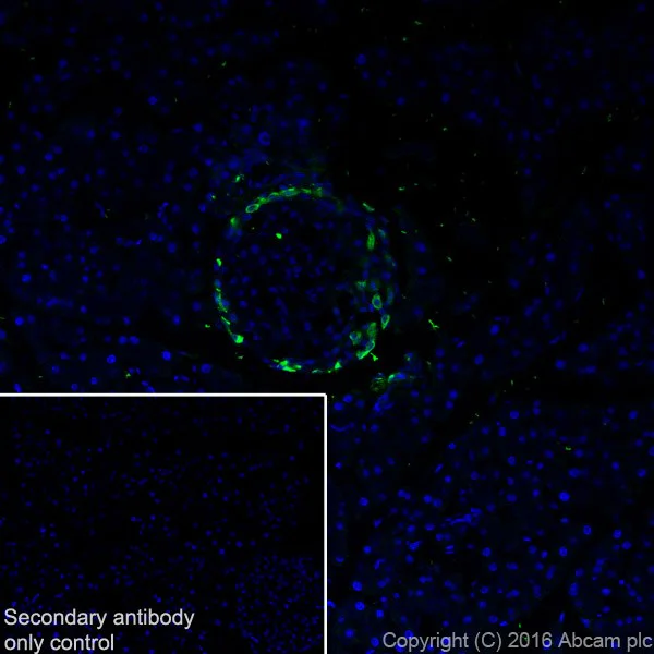 Immunohistochemistry (Frozen sections) - Anti-GIP antibody [EPR20410] - BSA and Azide free (AB271989)