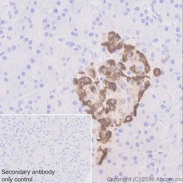 Immunohistochemistry (Formalin/PFA-fixed paraffin-embedded sections) - Anti-GIP antibody [EPR20410] - Low endotoxin, Azide free (AB223157)