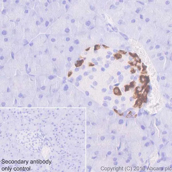 Immunohistochemistry (Formalin/PFA-fixed paraffin-embedded sections) - Anti-GIP antibody [EPR20410] - Low endotoxin, Azide free (AB223157)