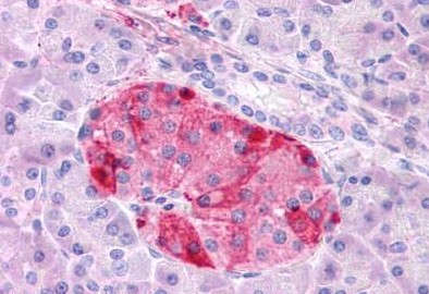 Immunohistochemistry (Formalin/PFA-fixed paraffin-embedded sections) - Anti-GIPR antibody - N-terminal (AB188636)