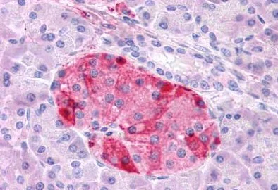 Immunohistochemistry (Formalin/PFA-fixed paraffin-embedded sections) - Anti-GIPR antibody - N-terminal (AB188636)
