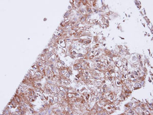 Immunohistochemistry (Formalin/PFA-fixed paraffin-embedded sections) - Anti-GIRK1 antibody (AB96168), expandable thumbnail