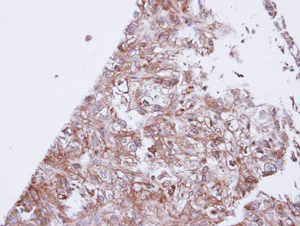 Immunohistochemistry (Formalin/PFA-fixed paraffin-embedded sections) - Anti-GIRK1 antibody (AB96168)