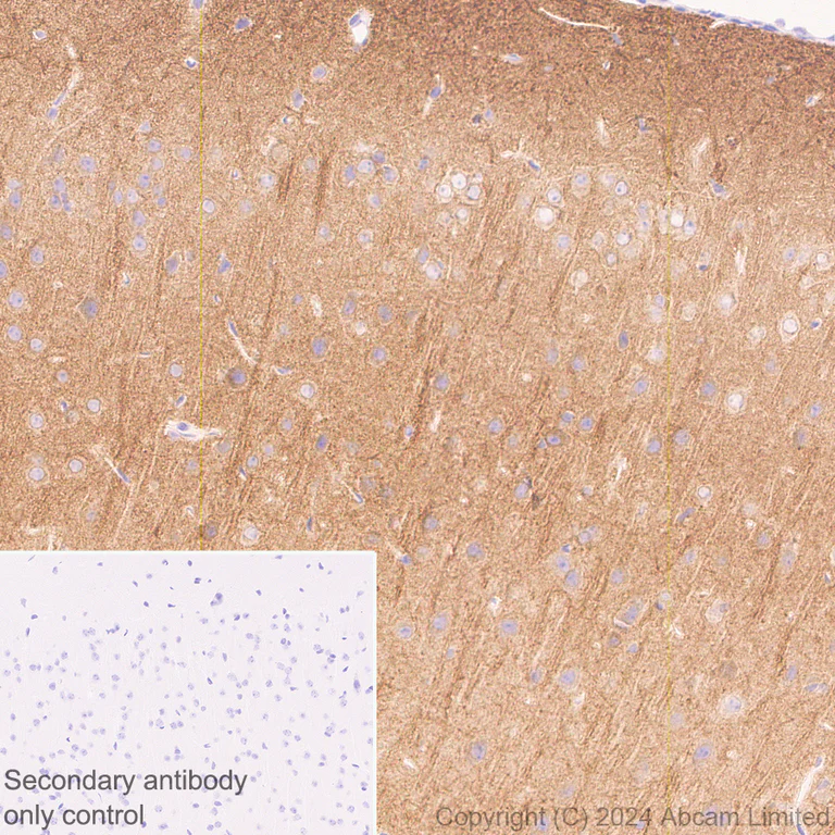 Immunohistochemistry (Formalin/PFA-fixed paraffin-embedded sections) - Anti-GIRK1 antibody [EPR29281-68] (AB320743)