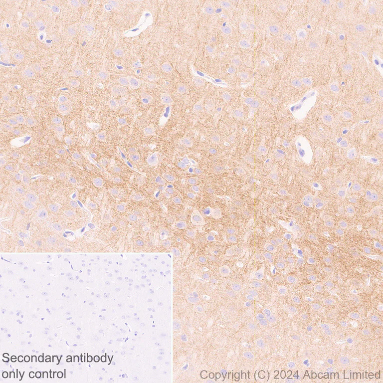 Immunohistochemistry (Formalin/PFA-fixed paraffin-embedded sections) - Anti-GIRK1 antibody [EPR29281-68] (AB320743)