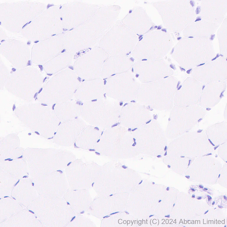 Immunohistochemistry (Formalin/PFA-fixed paraffin-embedded sections) - Anti-GIRK1 antibody [EPR29281-68] (AB320743)