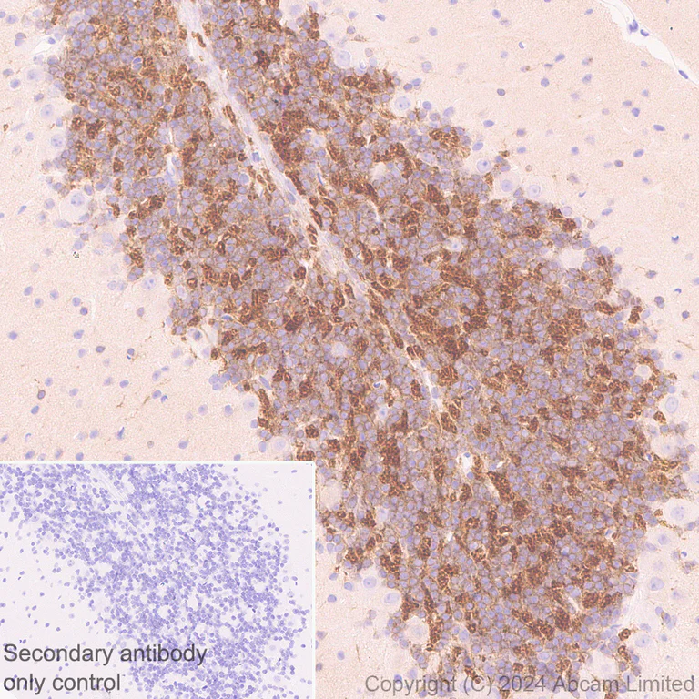 Immunohistochemistry (Formalin/PFA-fixed paraffin-embedded sections) - Anti-GIRK1 antibody [EPR29281-68] - BSA and Azide free (AB320744)