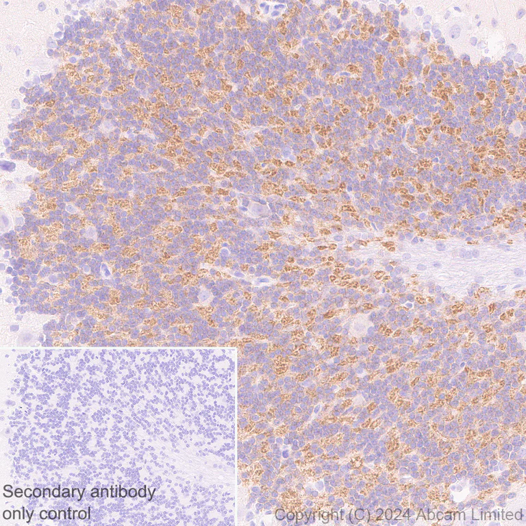 Immunohistochemistry (Formalin/PFA-fixed paraffin-embedded sections) - Anti-GIRK1 antibody [EPR29281-68] - BSA and Azide free (AB320744)