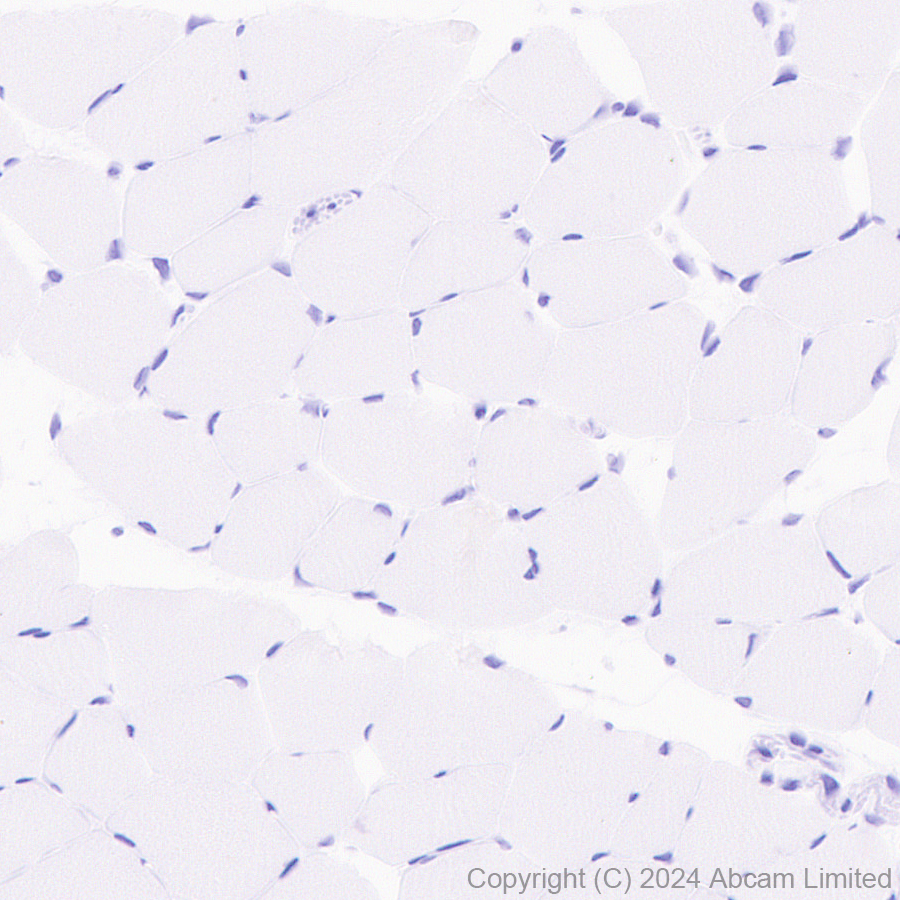 Immunohistochemistry (Formalin/PFA-fixed paraffin-embedded sections) - Anti-GIRK1 antibody [EPR29281-68] - BSA and Azide free (AB320744)