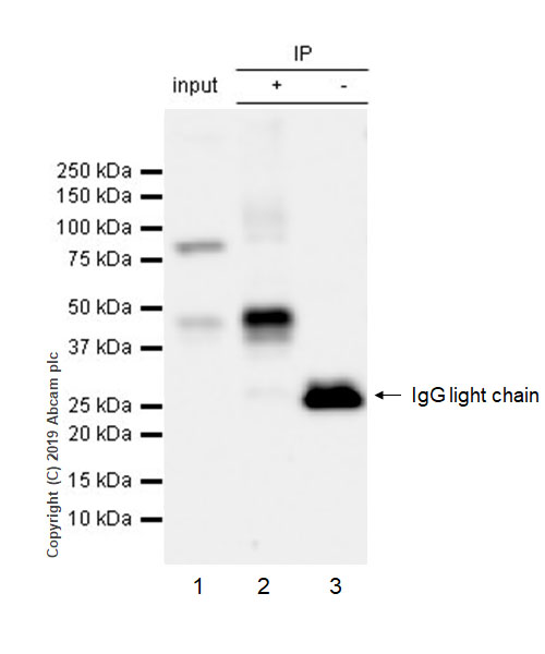Immunoprecipitation - Anti-GIRK2 antibody [EPR22347-2] - BSA and Azide free (AB256311)