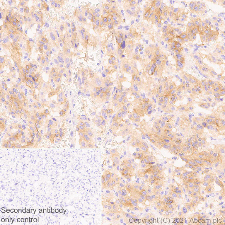 Immunohistochemistry (Formalin/PFA-fixed paraffin-embedded sections) - Anti-GIRK2 antibody [EPR23841-83] - BSA and Azide free (AB281831)
