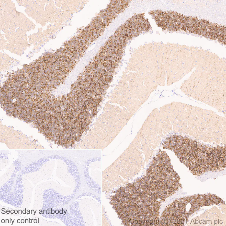 Immunohistochemistry (Formalin/PFA-fixed paraffin-embedded sections) - Anti-GIRK2 antibody [EPR23841-83] - BSA and Azide free (AB281831)