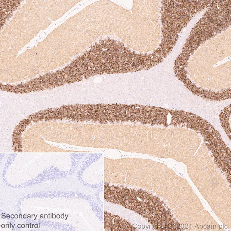 Immunohistochemistry (Formalin/PFA-fixed paraffin-embedded sections) - Anti-GIRK2 antibody [EPR23841-83] - BSA and Azide free (AB281831)