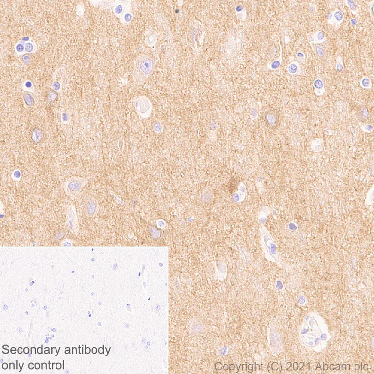Immunohistochemistry (Formalin/PFA-fixed paraffin-embedded sections) - Anti-GIRK2 antibody [EPR23841-83] - BSA and Azide free (AB281831)
