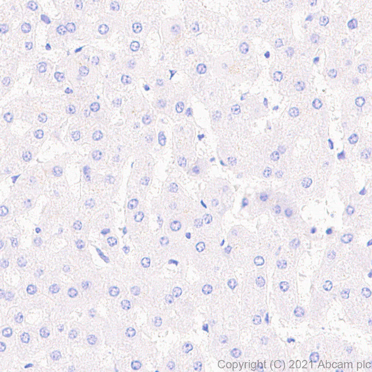Immunohistochemistry (Formalin/PFA-fixed paraffin-embedded sections) - Anti-GIRK2 antibody [EPR23841-83] - BSA and Azide free (AB281831)