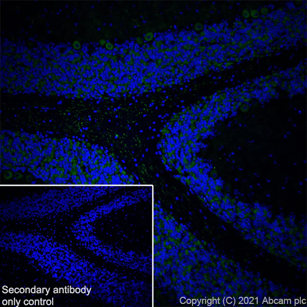 Immunohistochemistry (Frozen sections) - Anti-GIRK2 antibody [EPR23841-83] - BSA and Azide free (AB281831)