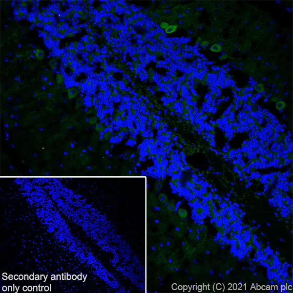 Immunohistochemistry (Frozen sections) - Anti-GIRK2 antibody [EPR23841-83] - BSA and Azide free (AB281831)